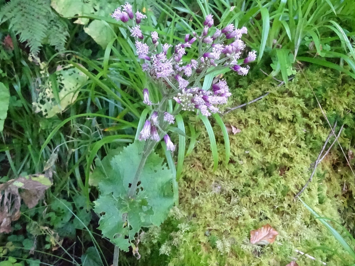 Adenostyles alpina subsp. pyrenaica (Asteraceae)